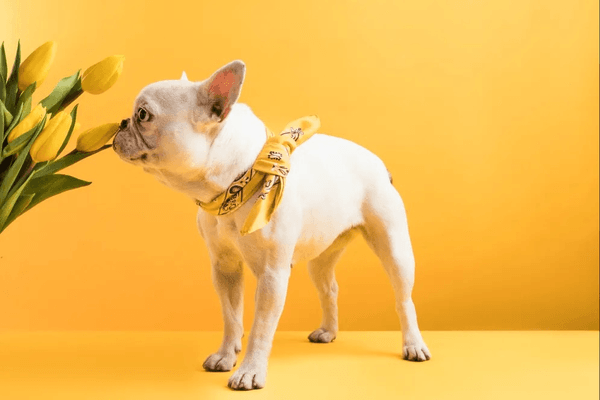 Perfect Pet promotion