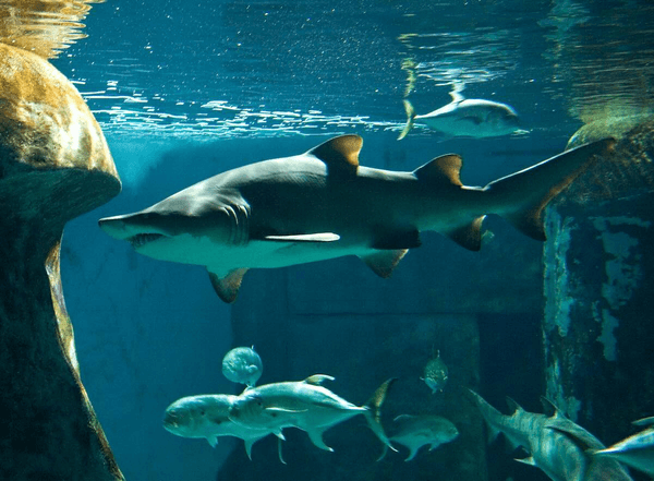 SEA LIFE London promotion