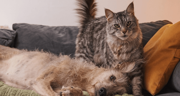 Pets at Home promotion