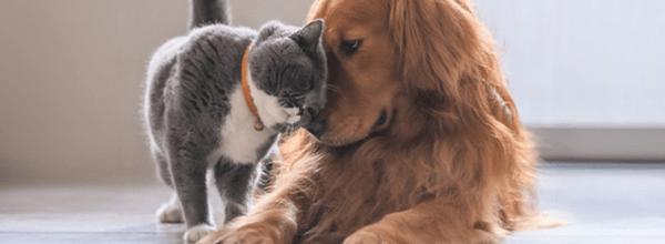 Zooplus.co.uk promotion